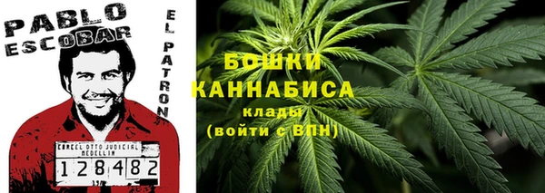 прущие грибы Инта
